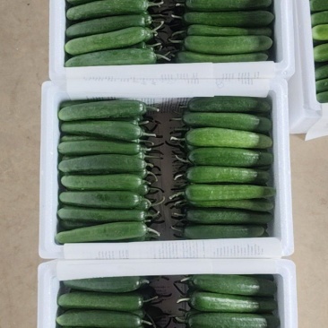 上海交大农学与生物学院研发的水果黄瓜。量大从优