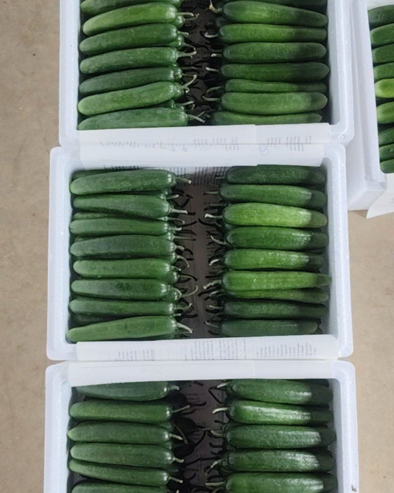 上海交大农学与生物学院研发的水果黄瓜。量大从优