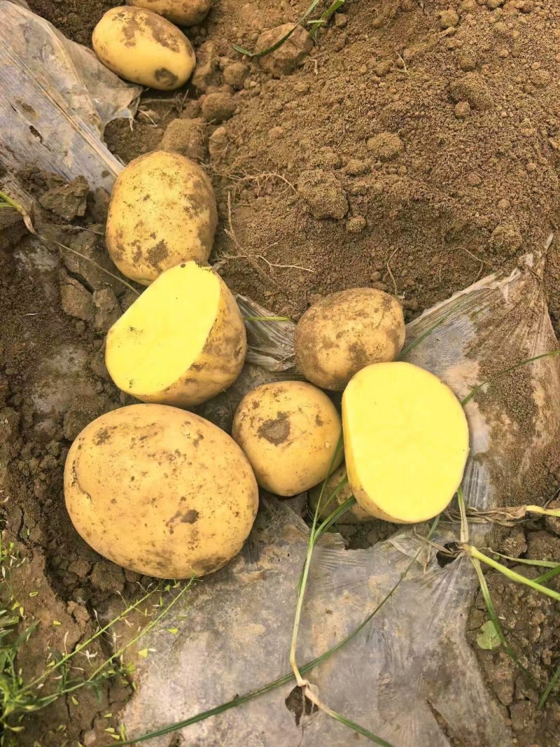 开封通许沃土5号土豆新土豆大量供应市场外贸商超供货