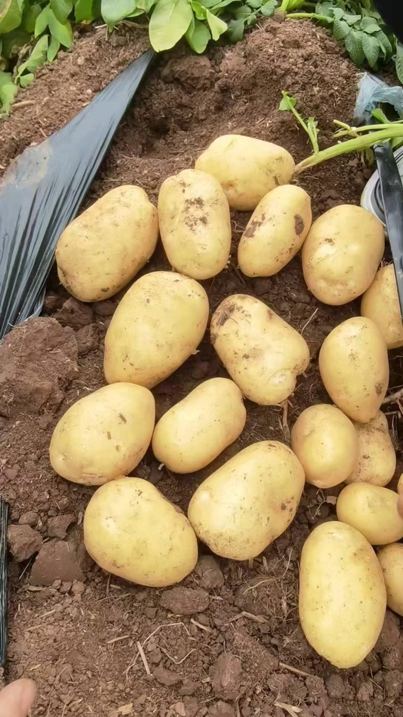 开封通许沃土5号土豆新土豆大量供应市场外贸商超供货