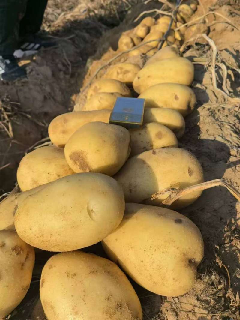 开封通许沃土5号土豆新土豆大量供应市场外贸商超供货