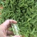 白玉豆洋扁豆芸豆白扁豆精品一级品质