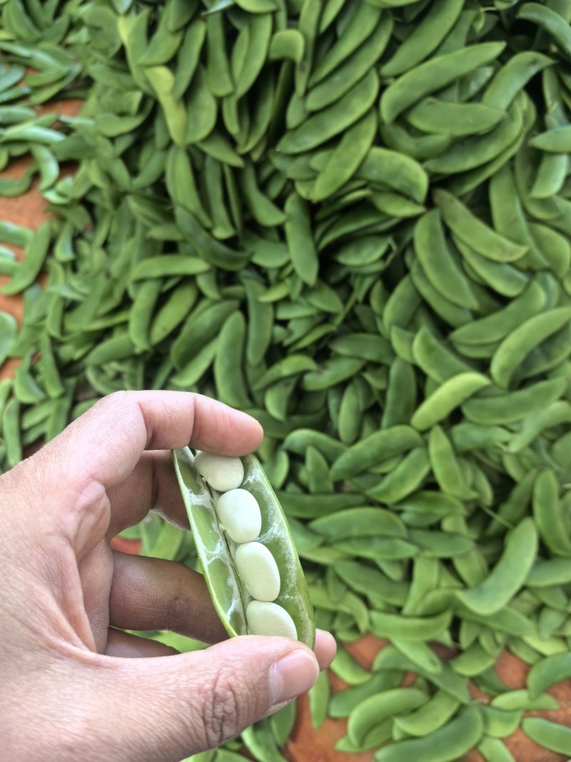 白玉豆洋扁豆芸豆白扁豆精品一级品质