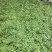 白玉豆洋扁豆芸豆白扁豆精品一级品质