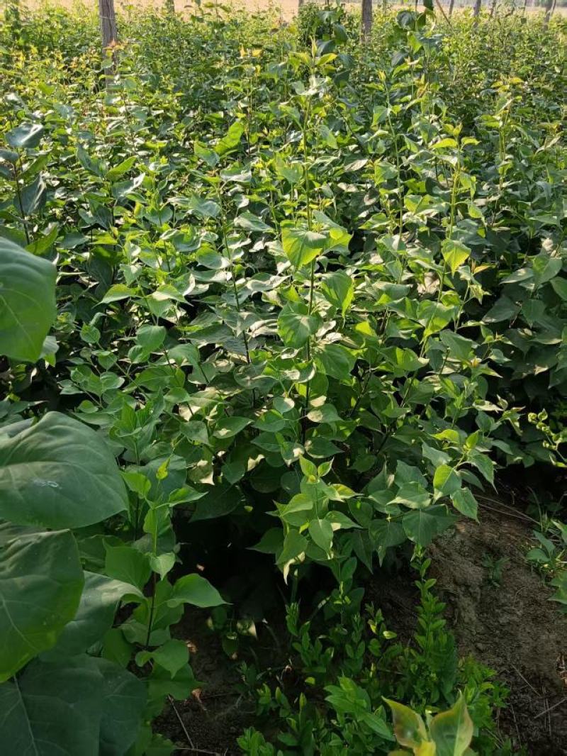 丛生紫丁香