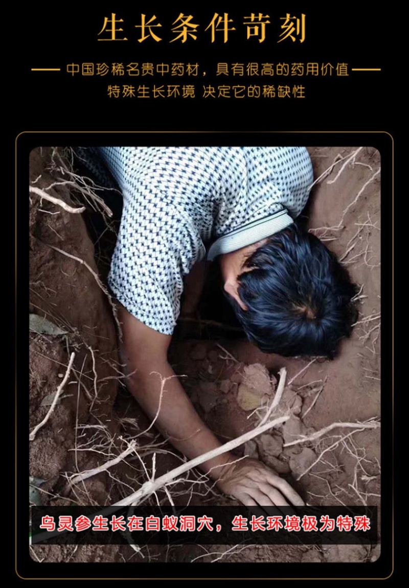 云南鸡纵胆乌灵参云南特产野生雷震子大山