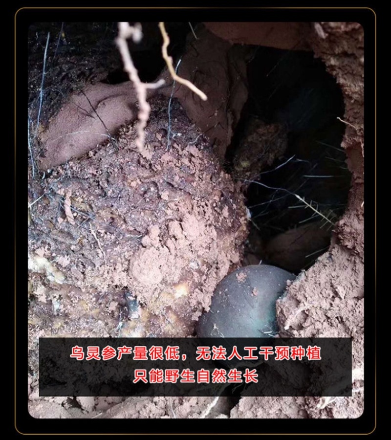 云南鸡纵胆乌灵参云南特产野生雷震子大山
