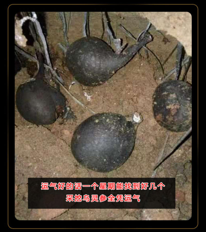 云南鸡纵胆乌灵参云南特产野生雷震子大山