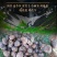 云南鸡纵胆乌灵参云南特产野生雷震子大山