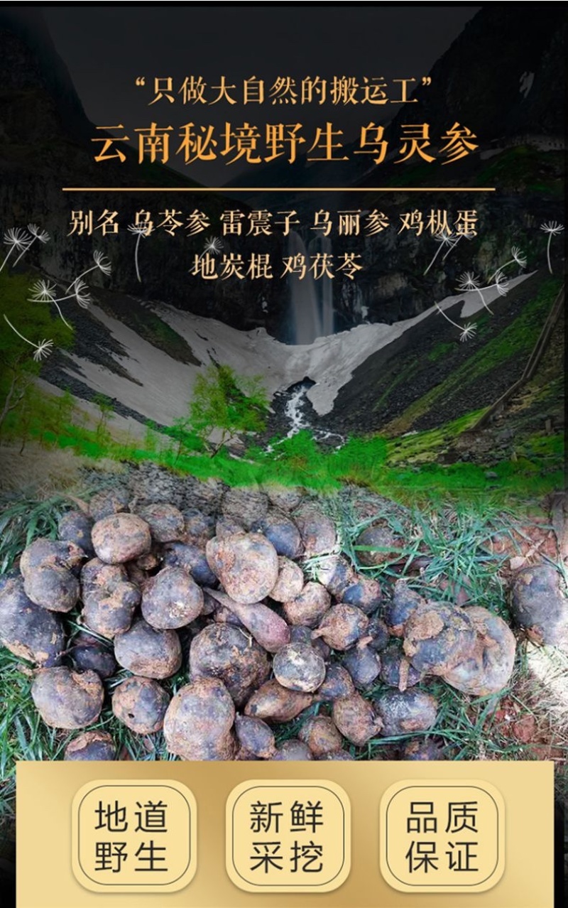 云南鸡纵胆乌灵参云南特产野生雷震子大山