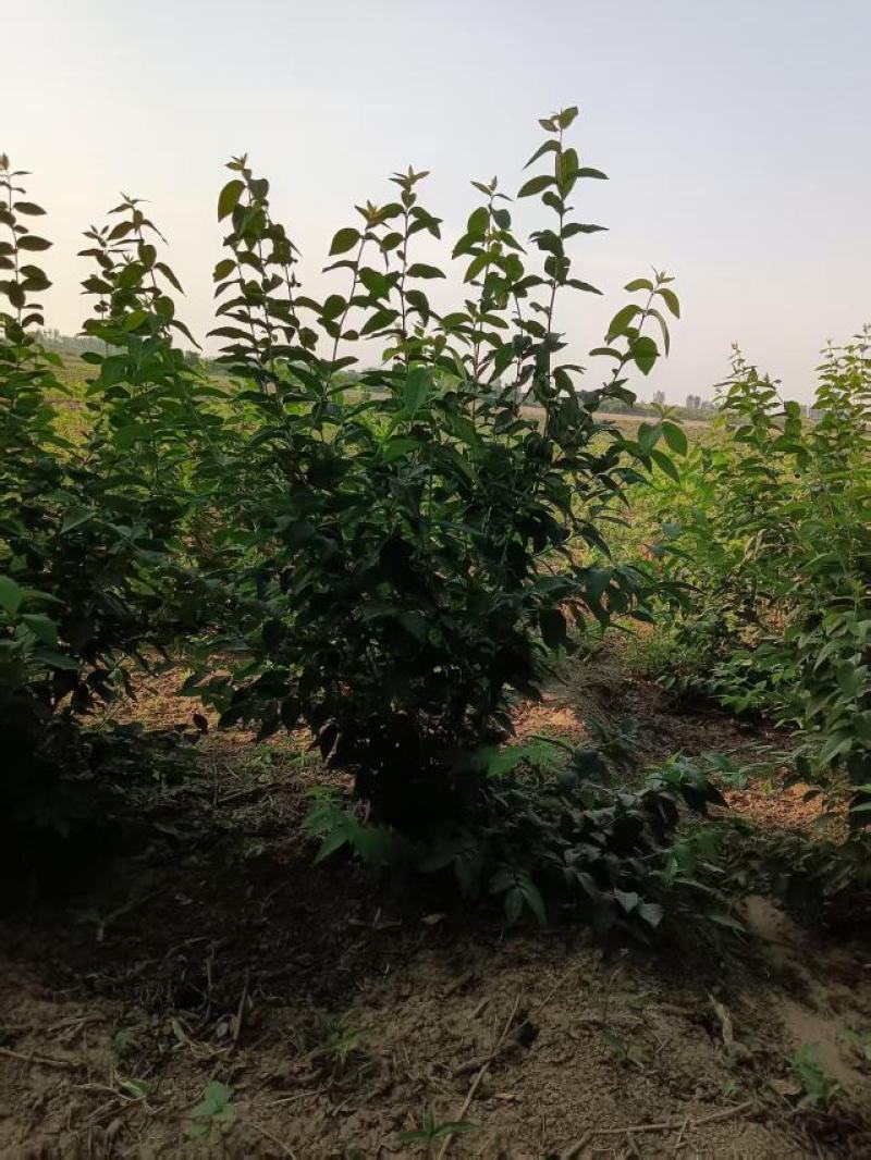丛生金银木（金银忍冬）