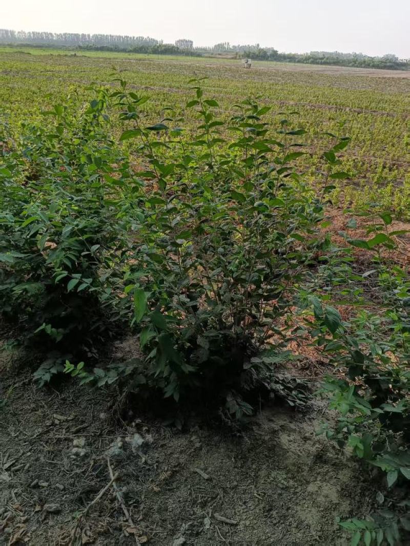 丛生金银木（金银忍冬）