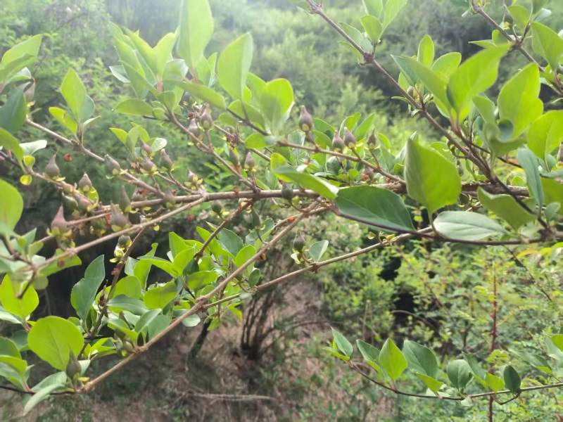 山西野生连翘产区，万亩基地，青翘、干货均有，欢迎致电。