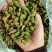 山西野生连翘产区，万亩基地，青翘、干货均有，欢迎致电。