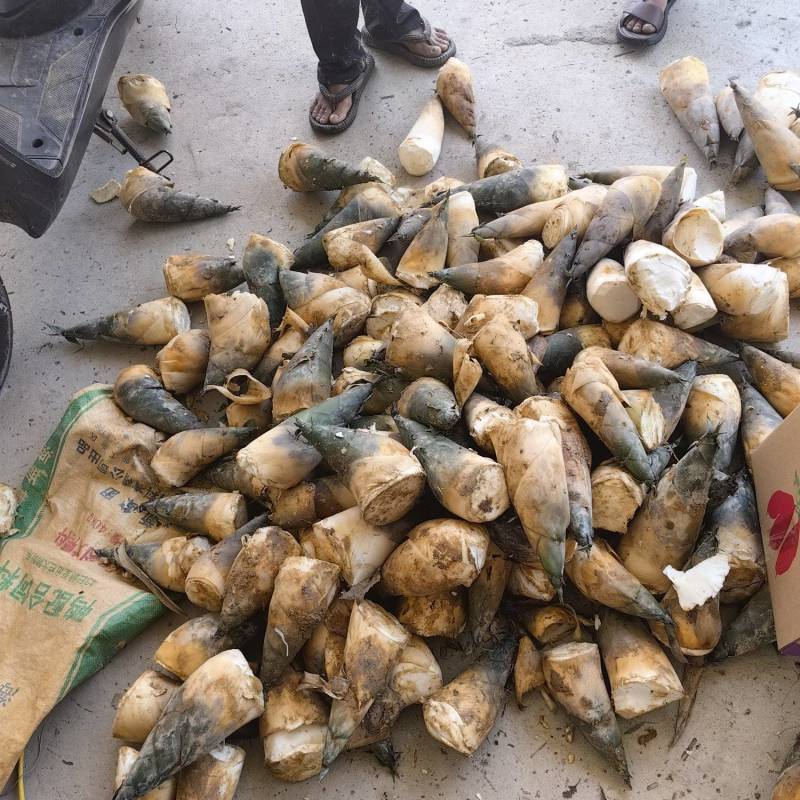 福建产区万吨麻竹笋市场货大量有