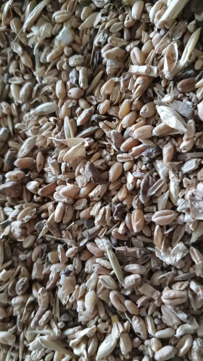 碎小麦/河南新碎麦/加工厂发货/可以视频看货/价格商议