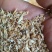 碎小麦/河南新碎麦/加工厂发货/可以视频看货/价格商议