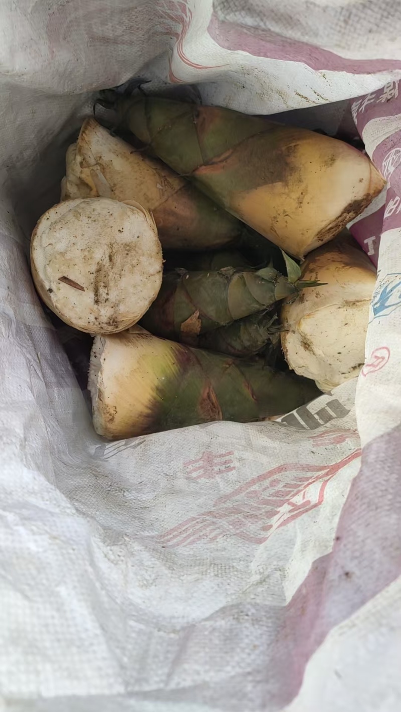 福建产区万吨麻竹笋市场货大量有