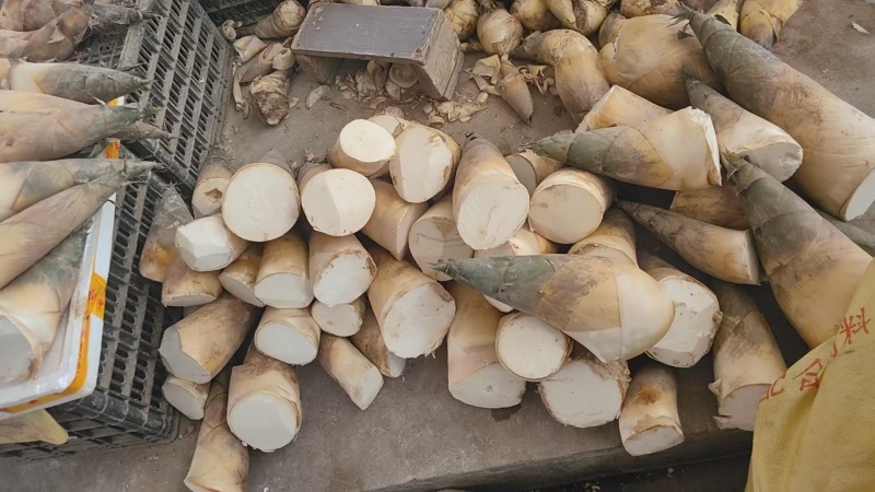 福建产区万吨麻竹笋市场货大量有