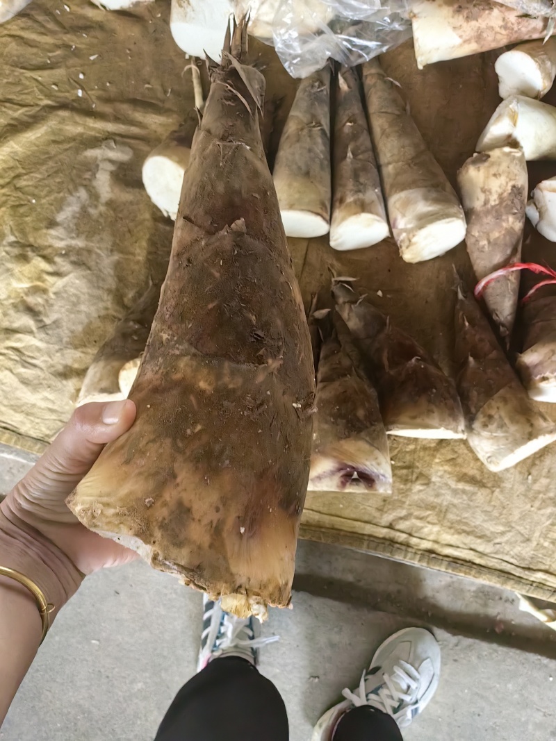 福建产区万吨麻竹笋市场货大量有
