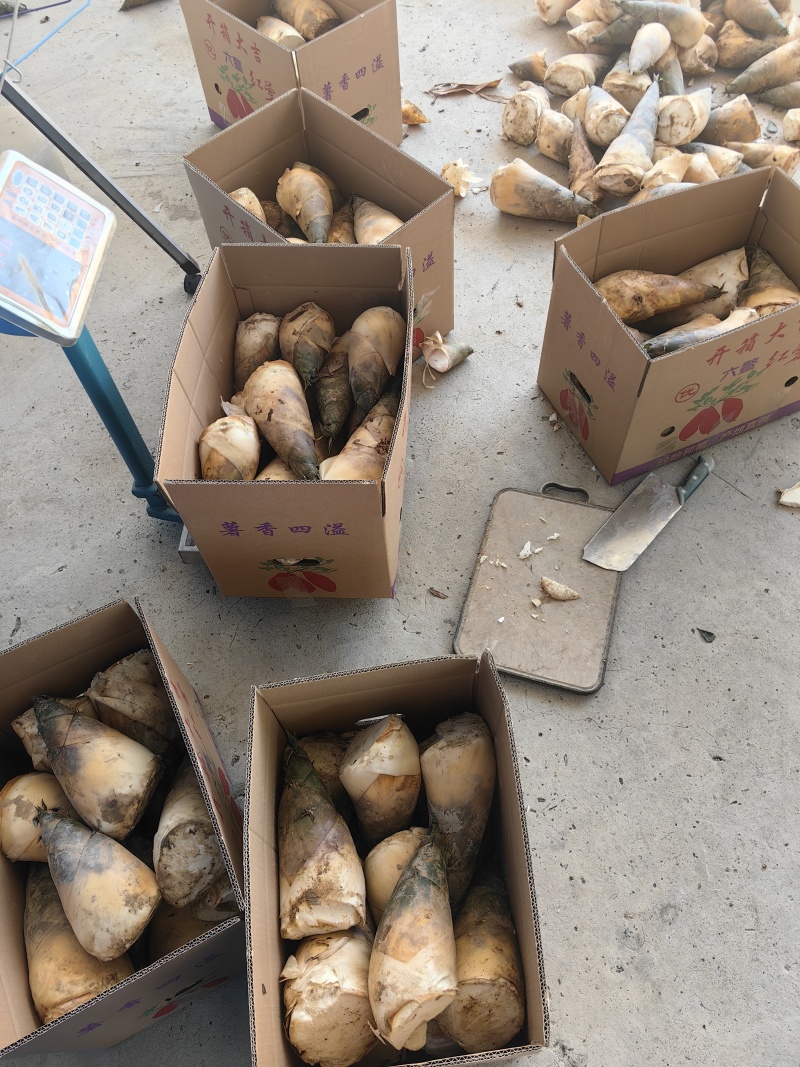 福建产区万吨麻竹笋市场货大量有