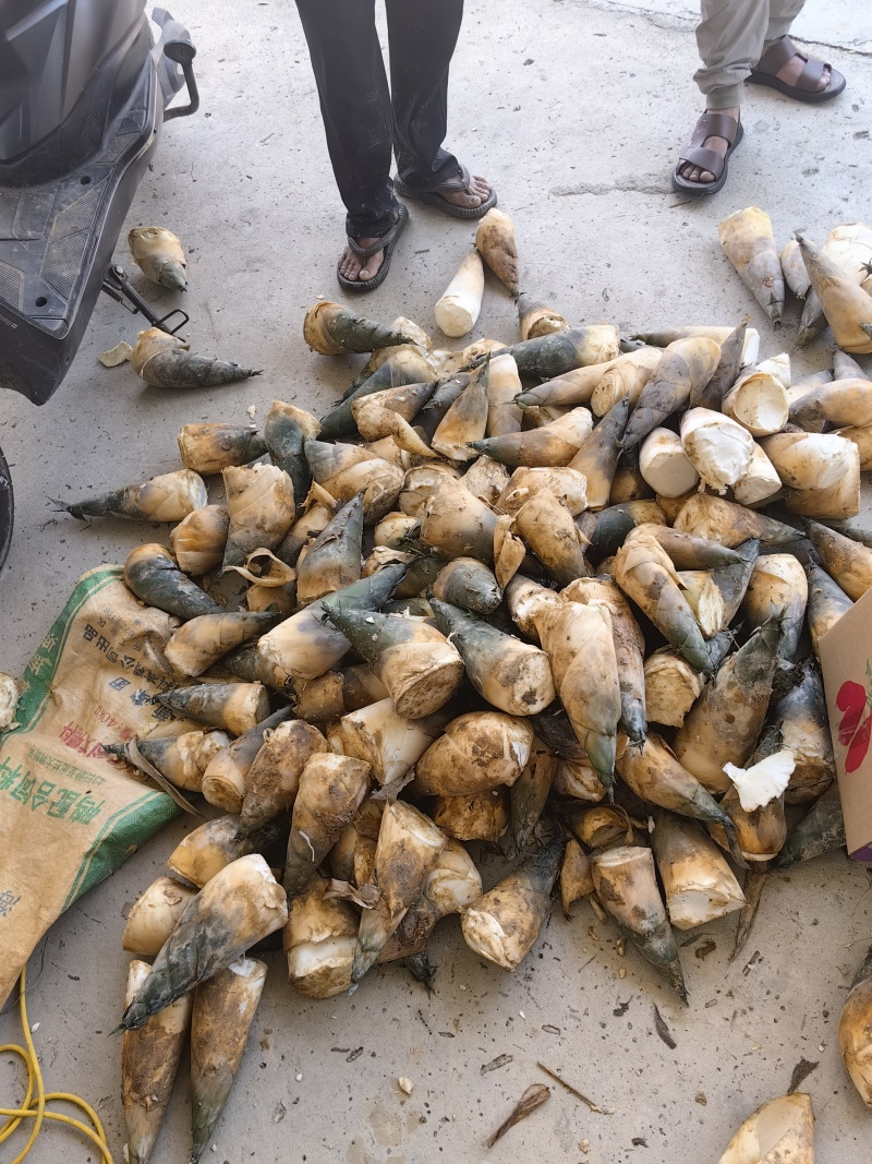 福建产区万吨麻竹笋市场货大量有