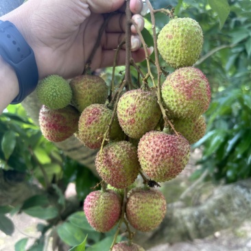 正宗广西灵山妃子笑荔枝新鲜采摘现发当季水果