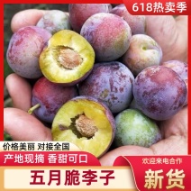四川五月脆李子品质保证诚信经营接商超市场电商欢迎联系