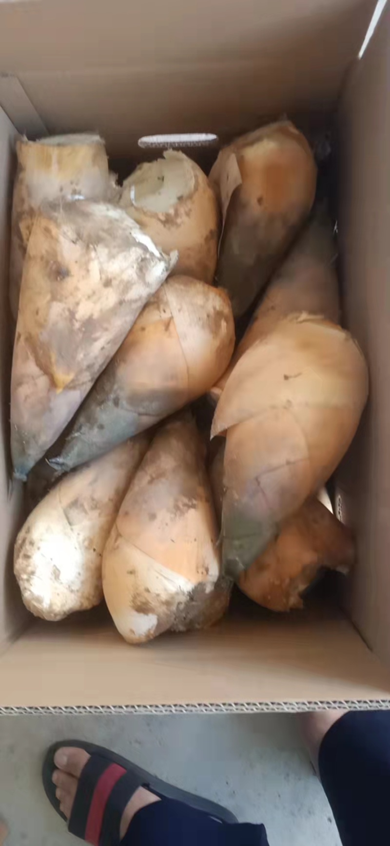 万吨麻竹笋大量供应中，专业做笋25年支持各种订单加工