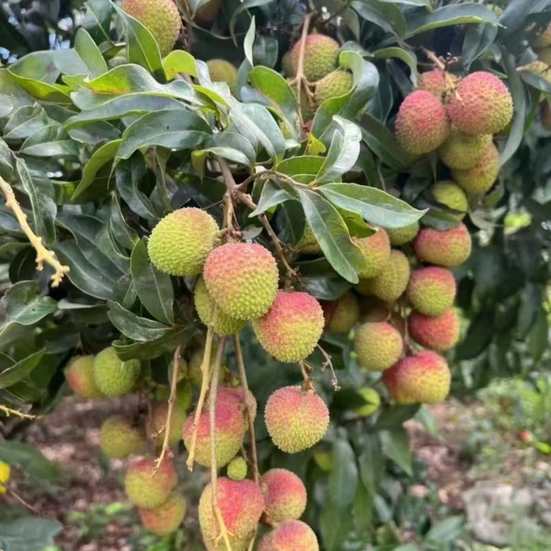 正宗广西灵山妃子笑荔枝新鲜采摘现发当季水果