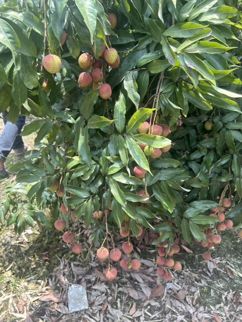 正宗广西灵山妃子笑荔枝新鲜采摘现发当季水果