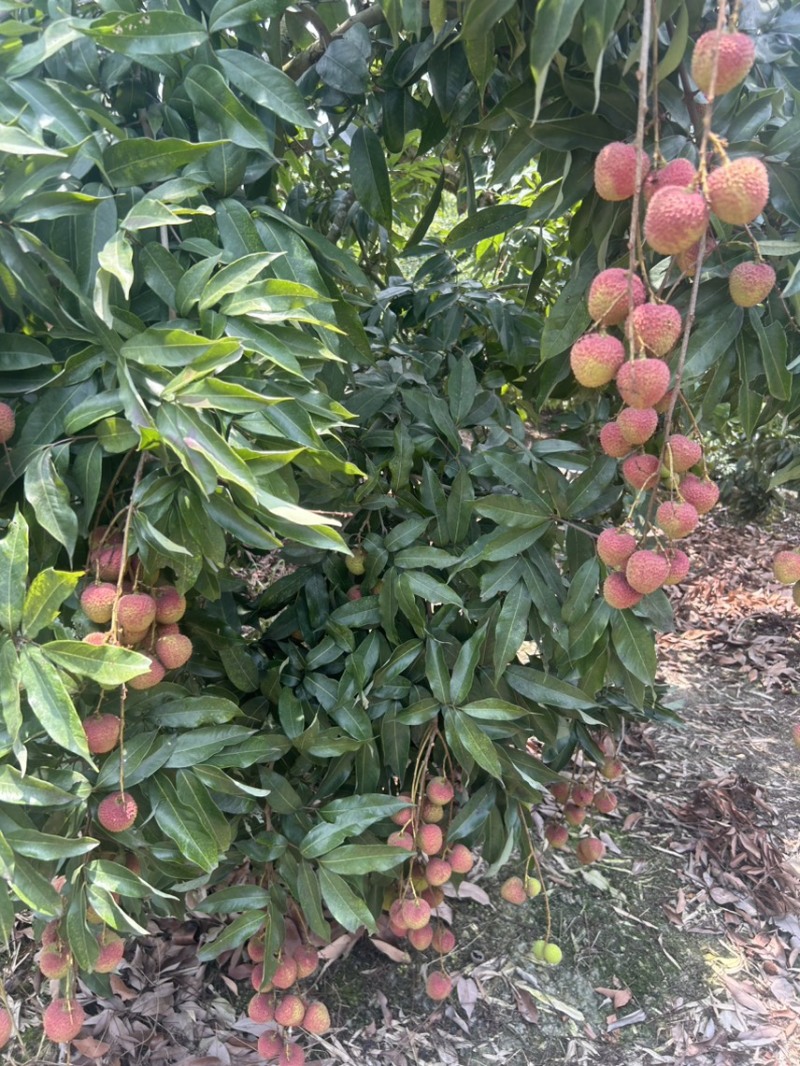 正宗广西灵山妃子笑荔枝新鲜采摘现发当季水果