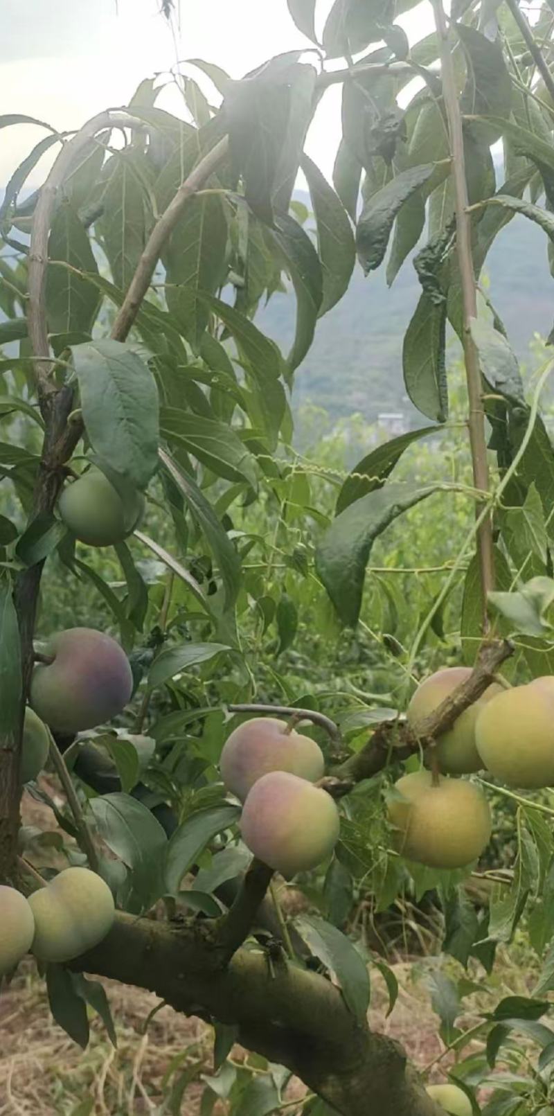 茵红李大量上市，产地直发，品质保证，服务周到