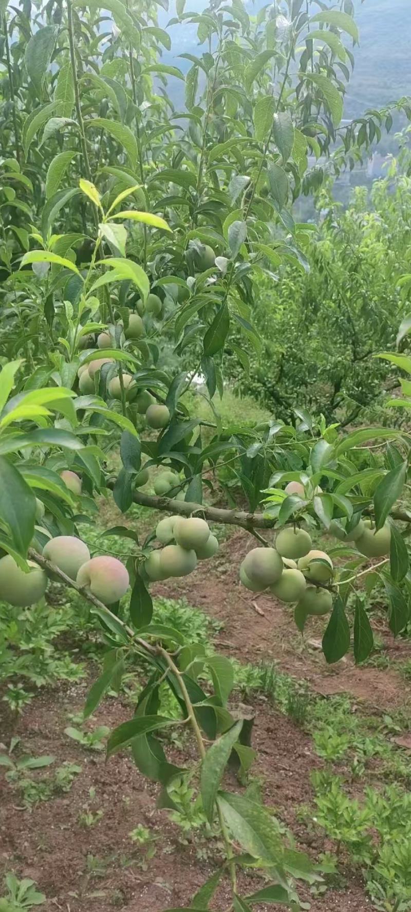 茵红李大量上市，产地直发，品质保证，服务周到