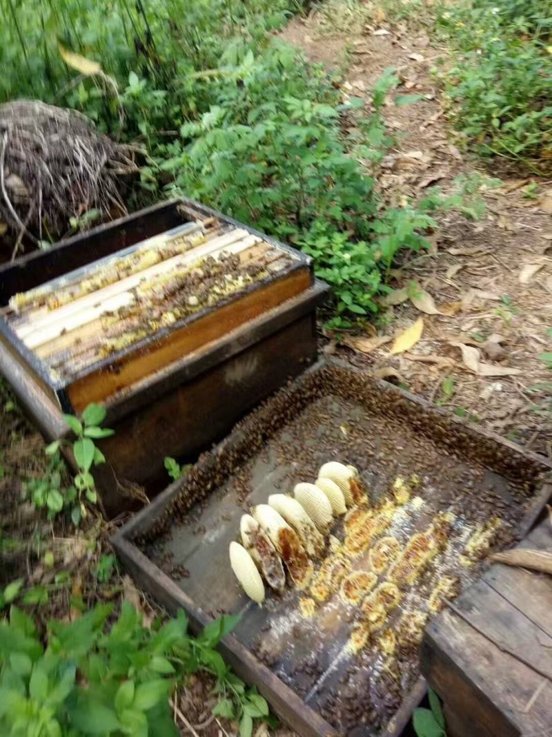 灵山蜂蜜大量100斤以批
