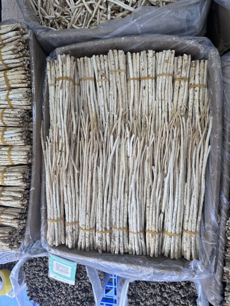沙参节，沙参把，都有靓货