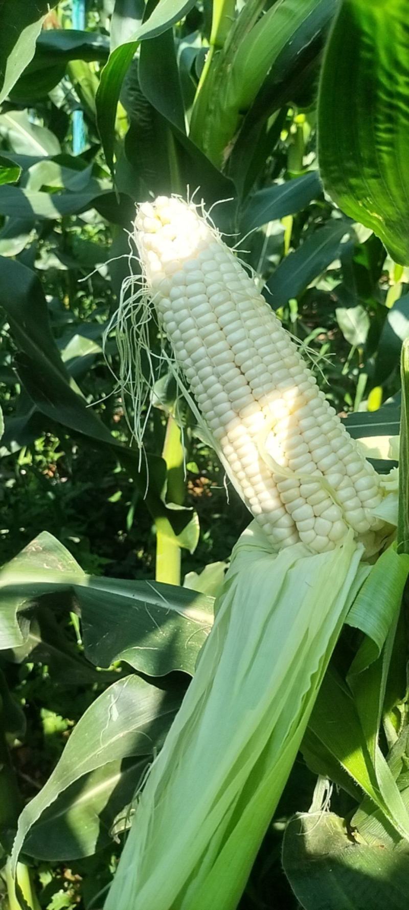 鲜玉米甜糯品种万糯188
