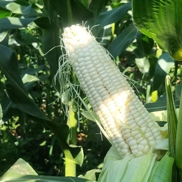 鲜玉米甜糯品种万糯188