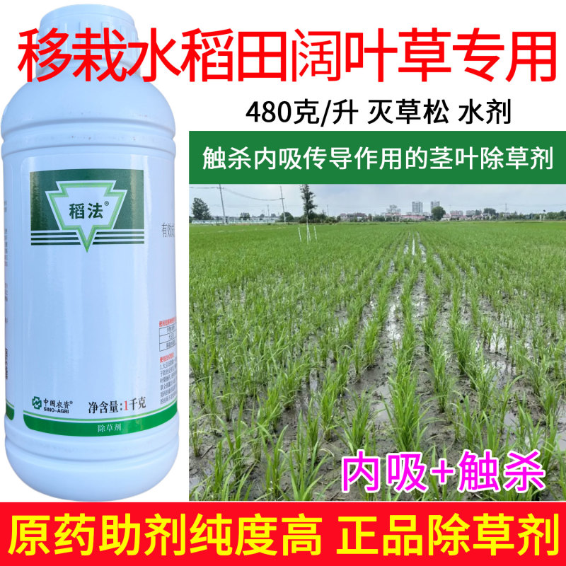 移栽水稻田阔叶草专用480克/升灭草松触杀内吸传导茎