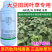 移栽水稻田阔叶草专用480克/升灭草松触杀内吸传导茎