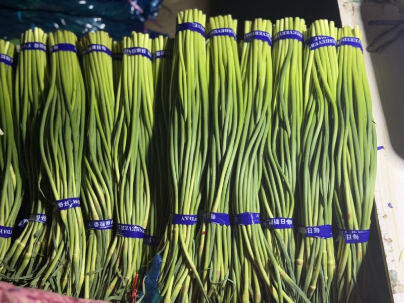 优质山东红帽蒜苔，全国发货，诚信经营，可对接各大批发市场等