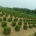 马尼拉绿化草皮