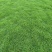马尼拉绿化草皮