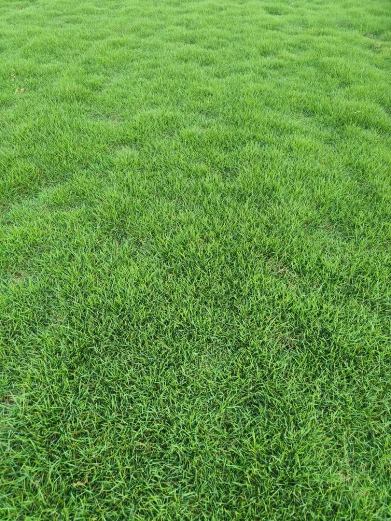 马尼拉绿化草皮