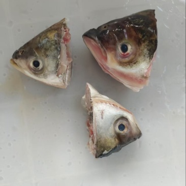 白鲢鱼唇，鱼嘴