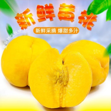 山东蒙阴黄金毛桃全国可发一件起批包邮,欢迎来电咨询下单
