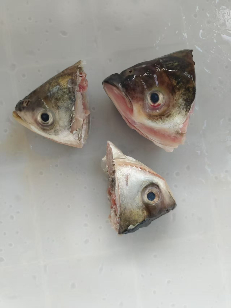 白鲢鱼唇，鱼嘴