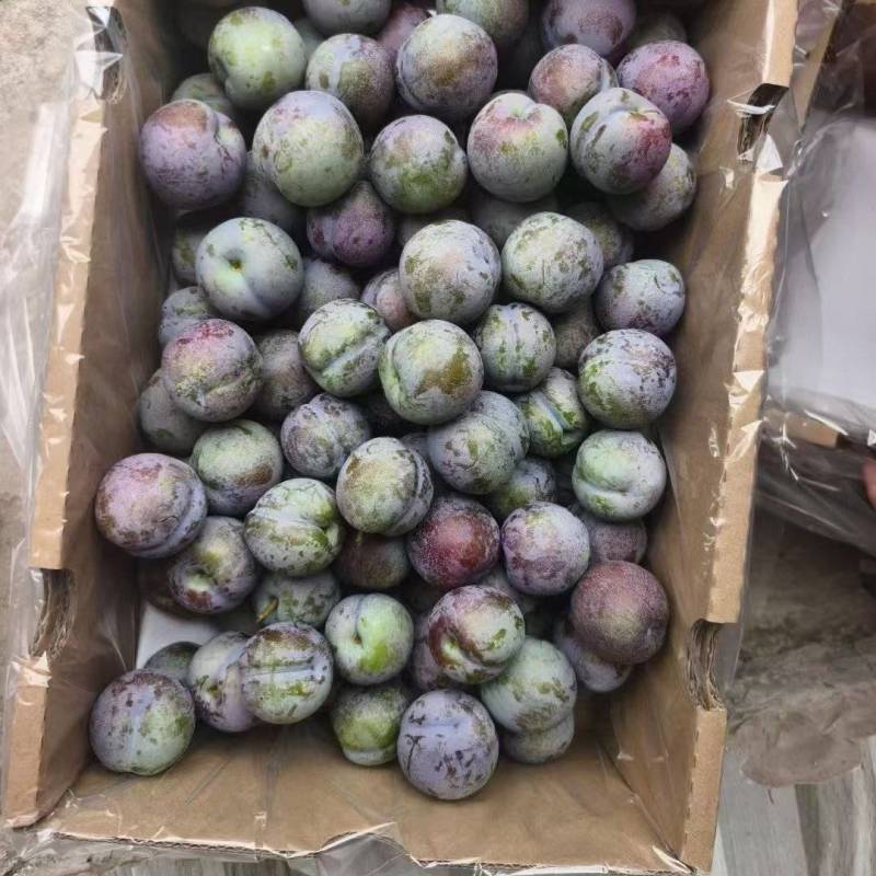 五月脆李子大量上市，市场果，电商果，越南果，产地一手货源