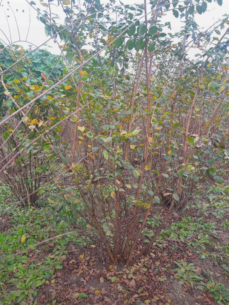 苗圃大量出售冠幅50-300厘米丛生紫薇