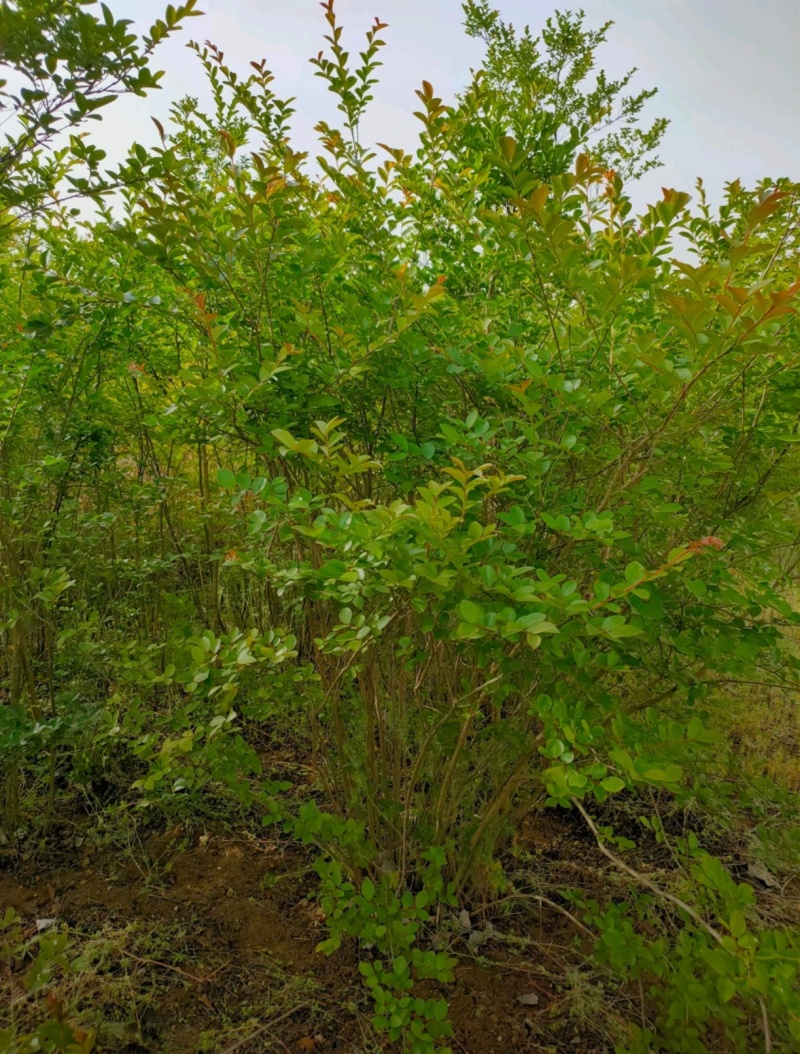 苗圃大量出售冠幅50-300厘米丛生紫薇